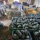 미니 보우짱 단호박 올립니다 매진입니다 이미지