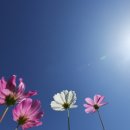 푸른하늘 이미지