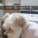 대성동물병원 이미지