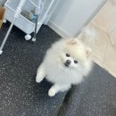 다듬, 강아지미용실 이미지