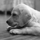 24시 수 동물메디컬센터 이미지