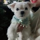 몬스터 페키니즈 | (몬스터독 애견의류) 부평 프리마켓 소중한 구매후기~