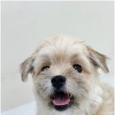 반려담애견유치원 이미지