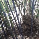 솔잎농장 이미지