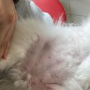 위너스 동물병원 | 강아지 피부질환 전문병원-역삼 위너스동물병원 초진 후기