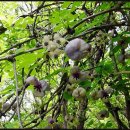 송단목장 이미지