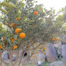 스탠포드호텔앤리조트 제주 | [제주] 스탠포드호텔앤리조트 제주 프리미엄 더블룸 내돈내산 후기