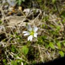 김삿갓면-13 이미지