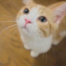 미냥이