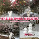 더런드리 서귀포 표선점 | 서귀포 표선 숨겨진 동백명소 와일드오차드 솔직후기