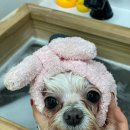 멍풀하우스 이미지