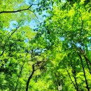 서유5호 이미지