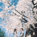 봄의언덕 | [대구스냅/여원스냅] 대구 벚꽃 커플스냅 촬영 후기｜청라언덕의 벚꽃과 교복스냅을 함께