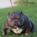 좋은켄넬 이미지