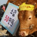 소한마리 이미지