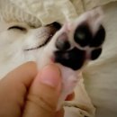 텐즈힐 애견미용 이미지