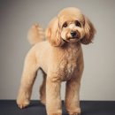 우리집 미용사(여성) 이미지