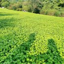 석곡면 방송1구 마을회관 | [청주] 2022년 추정리 메밀꽃밭 현황(9월 말 방문후기), 가는방법&amp;주차꿀팁!!