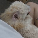 멍냥살롱 이미지