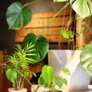 가배카페 이미지