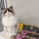 슈퍼해피독 | 독일 프리미엄 레오나르도 순수생육 후기