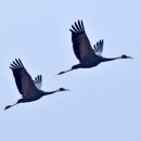 학-비상 이미지