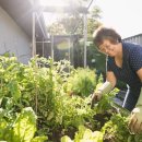 SBS Learn English: 에피소드 19 “정원 및 식물 가꾸기: 지역사회 정원” 이미지