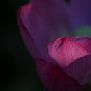 6750, 願力원력. 이미지