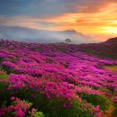 초원의 빛 이미지