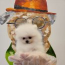 제주 애견 아가야 이미지