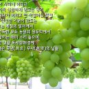 [일반시 15. 갈대]04.청포도의 계절 외 6편 이미지