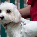 일산 클래식 동물병원 이미지