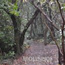 곶자왈 이미지