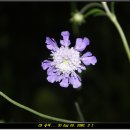 09 솔채꽃 이미지