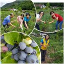 자미원농장 | 자미원농장이야기