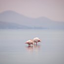 플라밍고 이미지