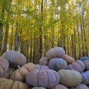 도리마을 숲 이미지