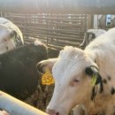 순용목장 이미지