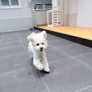 플러스하트 이미지