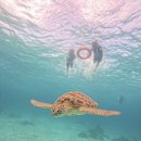 원헌드레드달러 | BOHOL 보홀 4박 5일 자유여행 일정