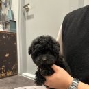 퍼피베이비 이미지