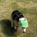 (주)교원프라퍼티 키녹 | 강아지와 함께하는 갓벽한 호캉스, 경주 키녹호텔!