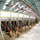 청송축산 이미지