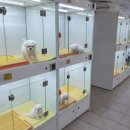 댕댕이 애견샵 | 광주강아지분양 포메라니안 입양 절차 애견샵 후기