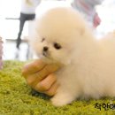 착한애견분양(원주점) 이미지