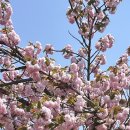 [4/21-5/4] 뭘 했다고 벌써 5월이 왔는가?
