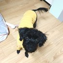 영희와바둑이 애견미용샵 | 광주 광산구 하남동 애견미용샵 영희와 바둑이