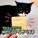 스마트펫몰 | 고양이유산균 추천 필펫 락토푸, 300억 균주로 설사 변비 고민 끝!