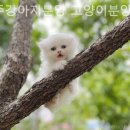광주강아지분양 고양이분양 24시 데려가개본점 이미지