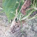 추부농장 이미지